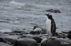 Um pinguim gentoo na praia de Turret Point, em King George Island, na Antártida
